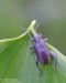 rákosníček nohatý (Brouci), Donacia crassipes Fabricius, 1775 (Coleoptera)